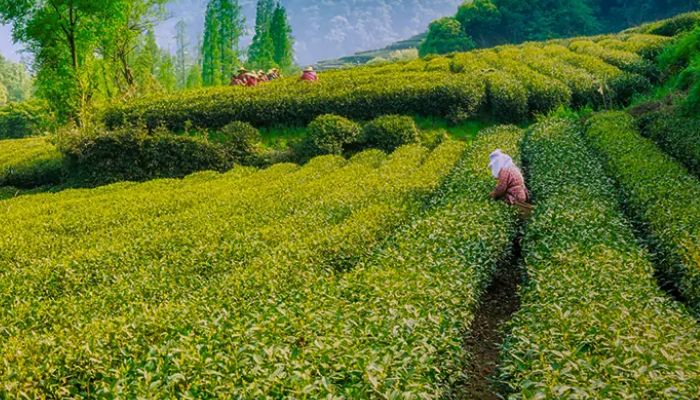 Palampur Tea Lovers