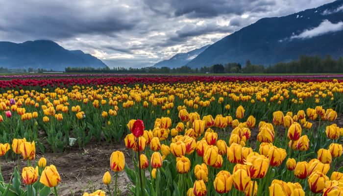 Sanasar Tulip Garden