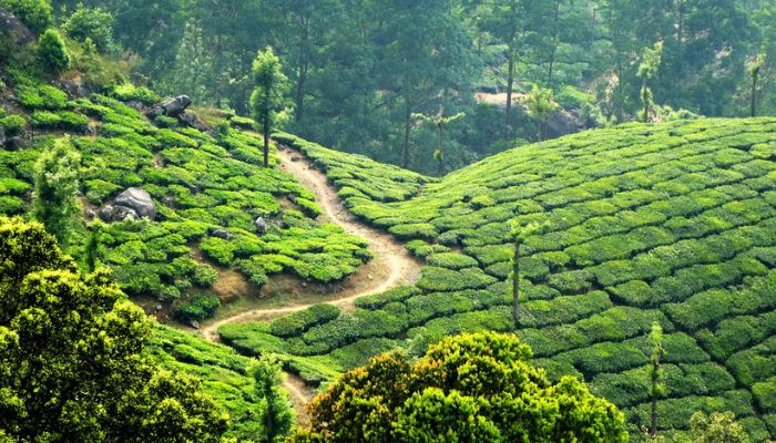 munnar tea garden